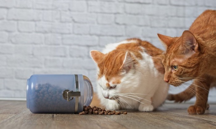 瓶からこぼれる餌を見る2匹の猫