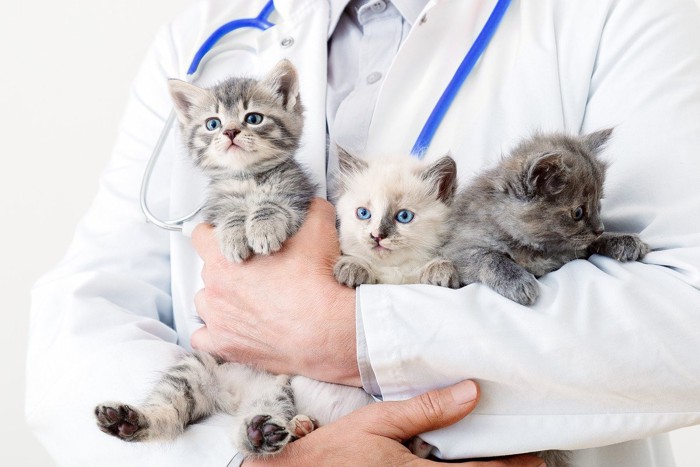 獣医師に抱っこされる3匹の子猫