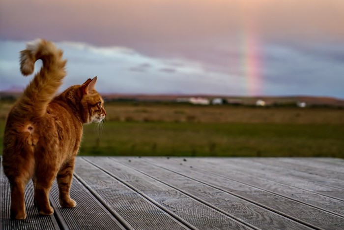 虹を見つめる猫