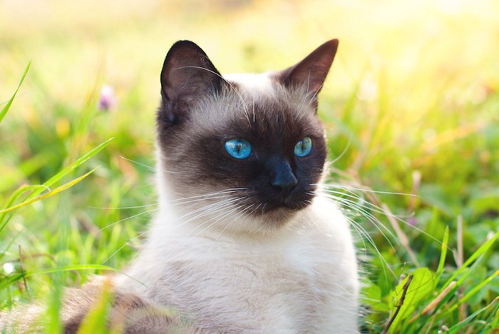 草むらにいる青い瞳のシャム猫