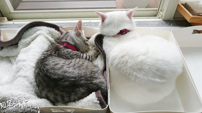 並んで寝る2匹の猫