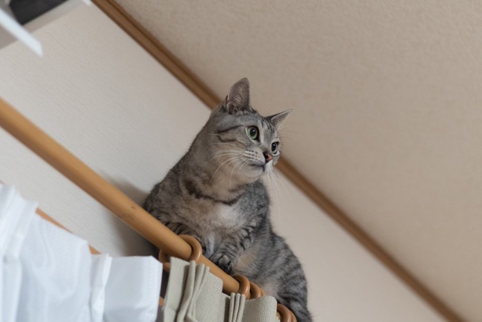 カーテンレールに登る猫