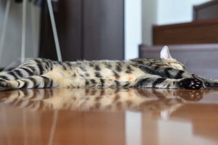 横たわる猫