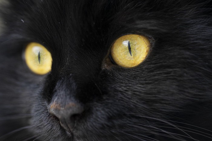 猫の瞳のアップ