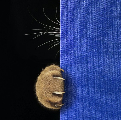 青い本に引っ掛けられた猫の爪とちらりと見える髭