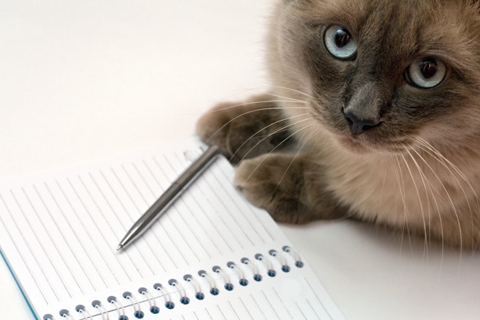 メモ帳とペンと猫