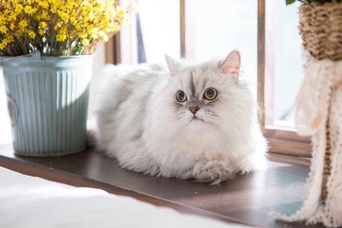 窓辺のペルシャ猫