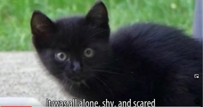 小さな黒猫