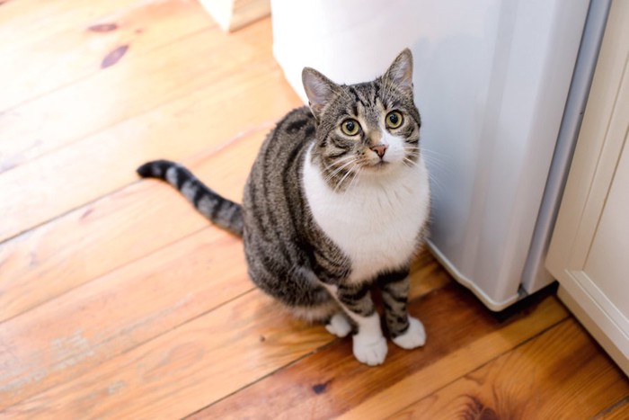 冷蔵庫の前に座ってこちらを見つめる猫