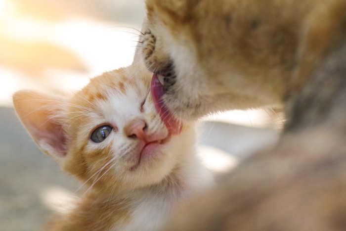 母猫に頬を舐められている子猫