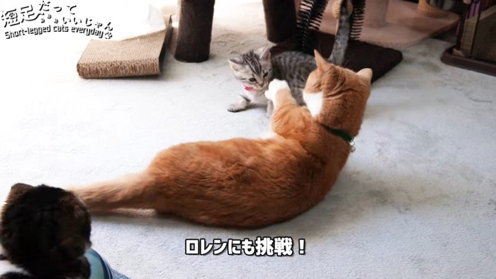 茶色の猫と子猫