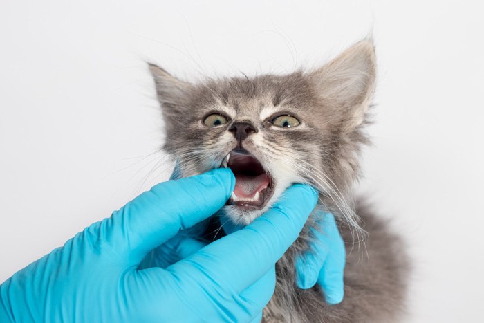獣医師に口内の診察を受ける猫