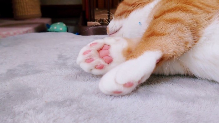 寝ている猫の前足の肉球