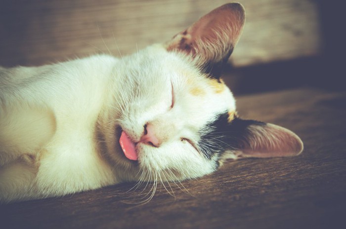舌を出したまま眠っている猫