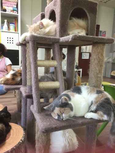 店内に設置された猫タワーでくつろぐ猫たち