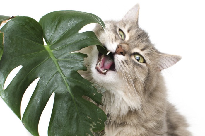 植物を口に含む猫