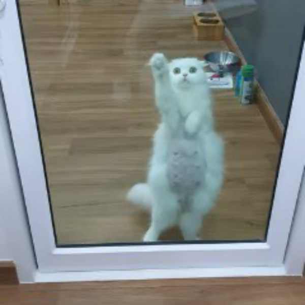 ガラスをひっかく猫