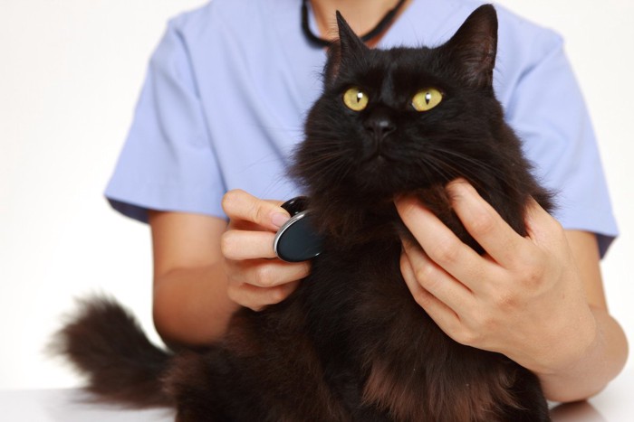 黒猫に聴診器をあてる獣医師