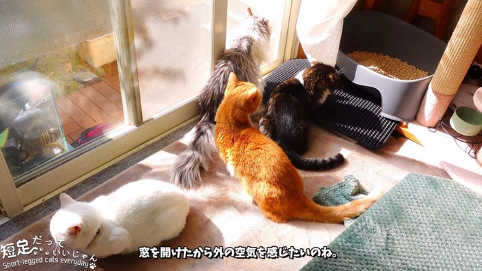 窓際に集まる猫たち