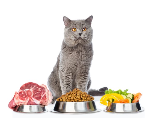 肉や野菜やキャットフードが入った器の前に座る猫