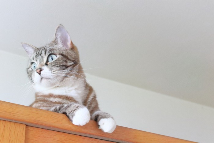 棚の上で何かを見ている猫
