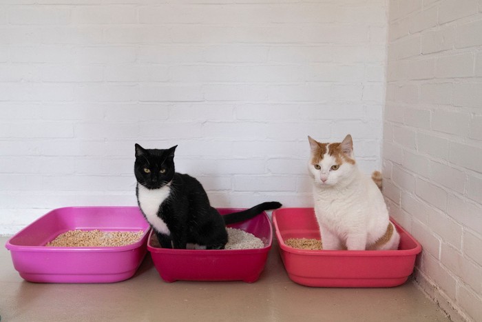それぞれの猫トイレに入っている2匹の猫