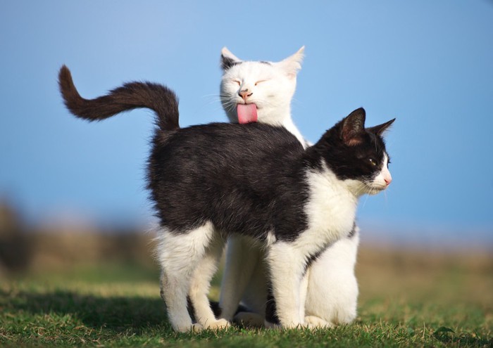 2匹の白黒の猫