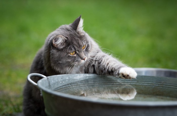 たまり水をタッチする猫