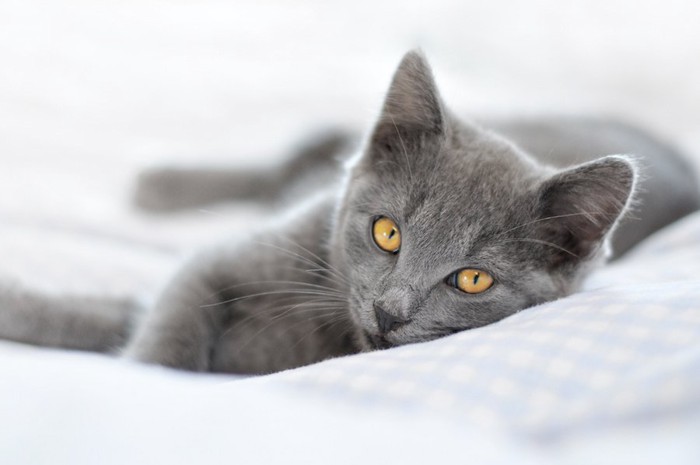 布団の上で寝転がるグレーの猫