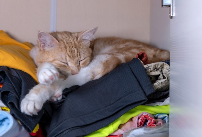 クローゼットの中で眠る猫