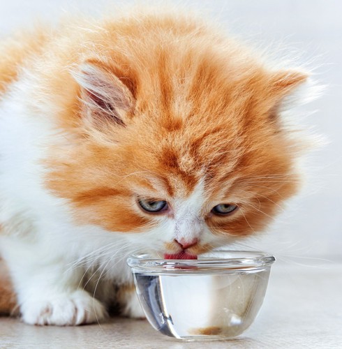 小さいお皿でお水を飲む子猫