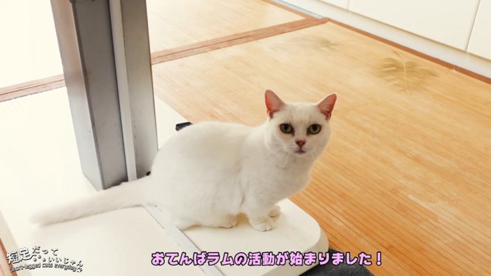 座る白猫