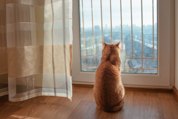 窓辺に座って外を見る猫の後ろ姿