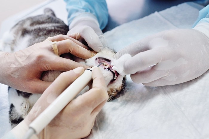 歯石の除去手術を受ける猫