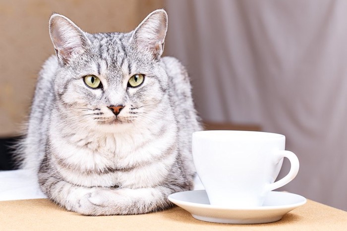 コーヒーカップと猫