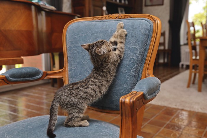椅子で爪研ぎをする子猫