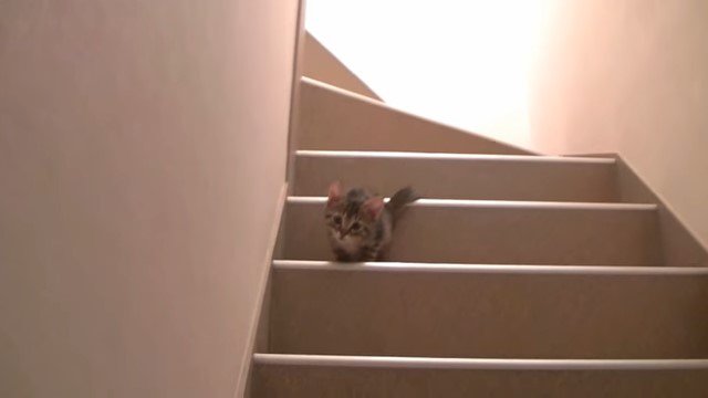階段上の子猫