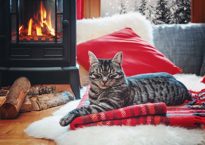 暖炉の前のキジトラ猫