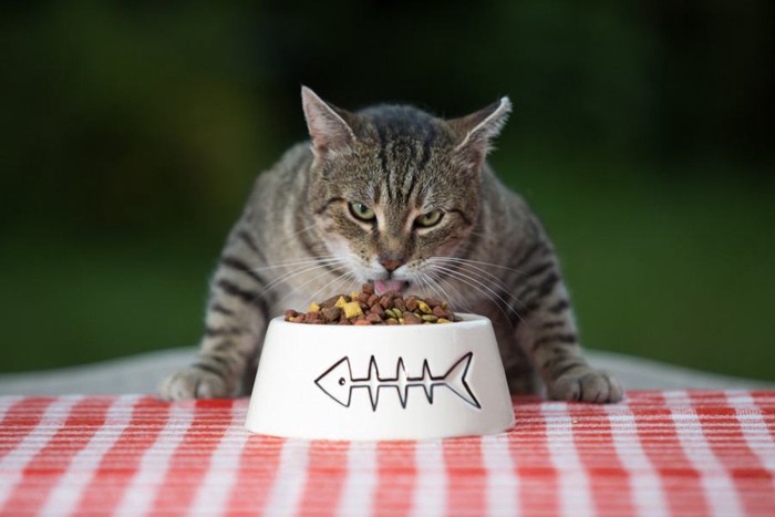 テーブルの上でご飯を食べる猫