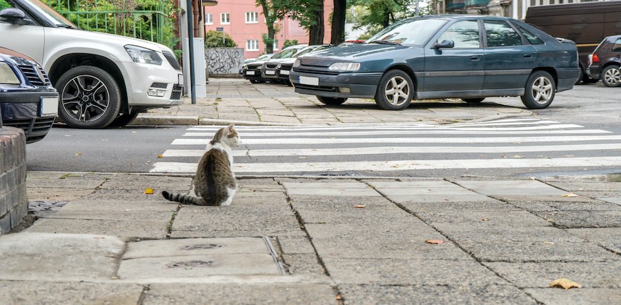 横断歩道の前に座っている猫