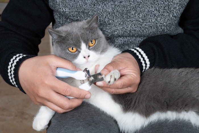 爪切りをされる猫