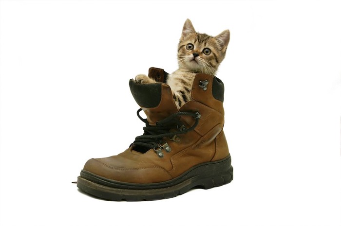 靴の中に入る猫