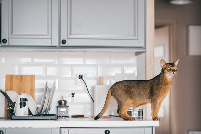 キッチンで立つ猫