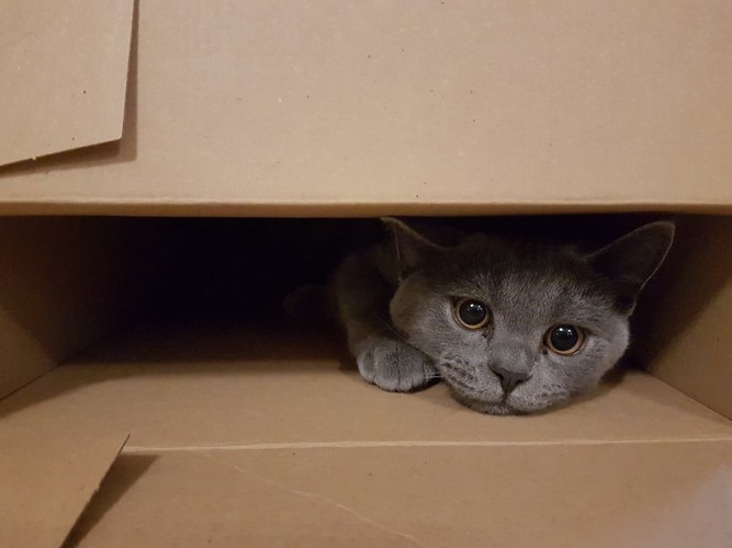 箱の中に隠れているグレーの猫