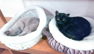 ネコベッドで寝る2匹の福猫茶房の猫