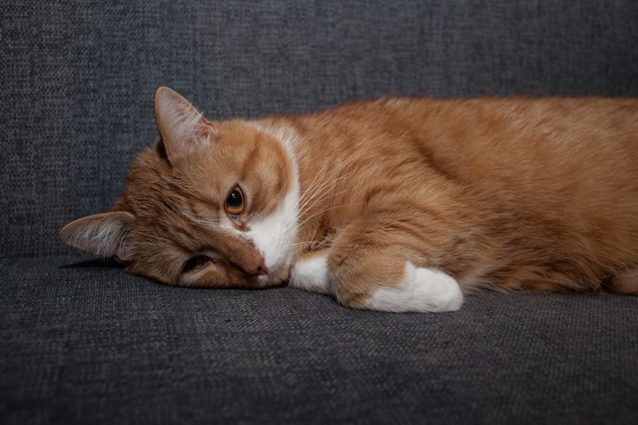 ソファに横たわる猫