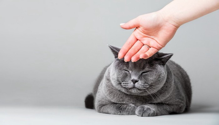 手の甲で頭を撫でられる猫