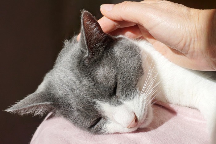 眠る猫を撫でる手