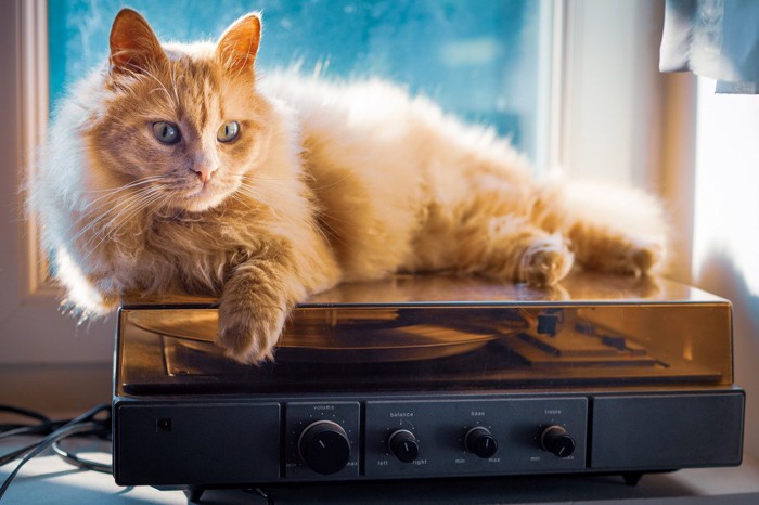 レコードプレーヤの上に横たわる猫
