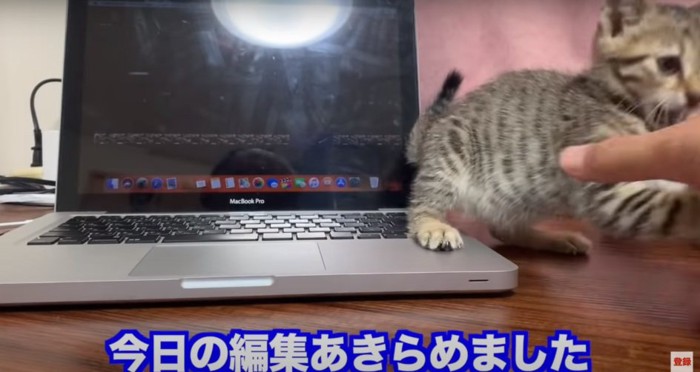 PCの上の子猫